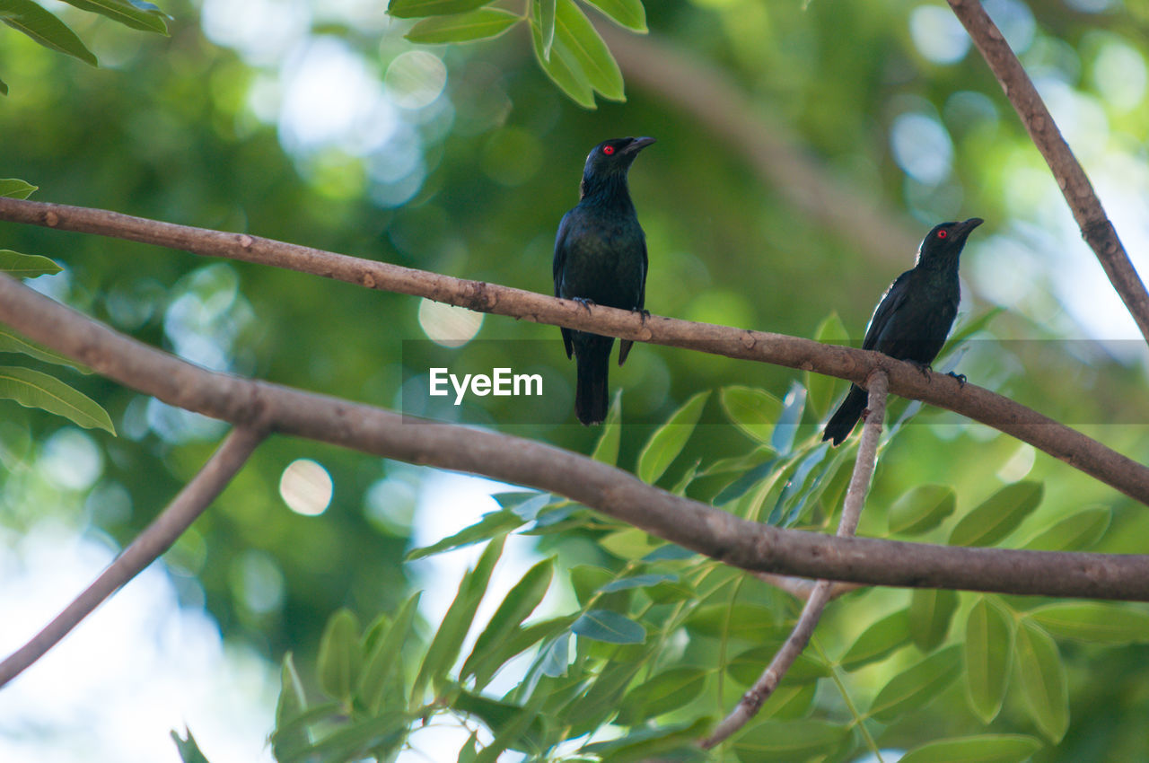 BIRD PERCHING ON A TREE