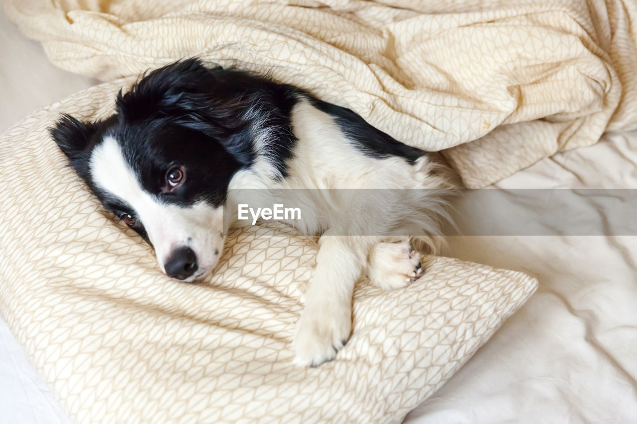 CLOSE-UP PORTRAIT OF A DOG RESTING