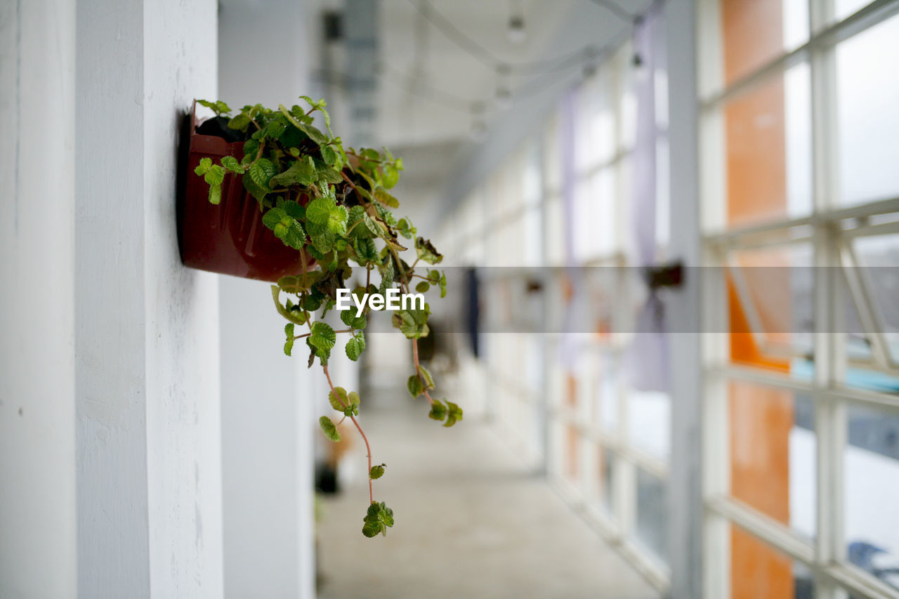 CLOSE-UP OF POTTED PLANT AGAINST WINDOW