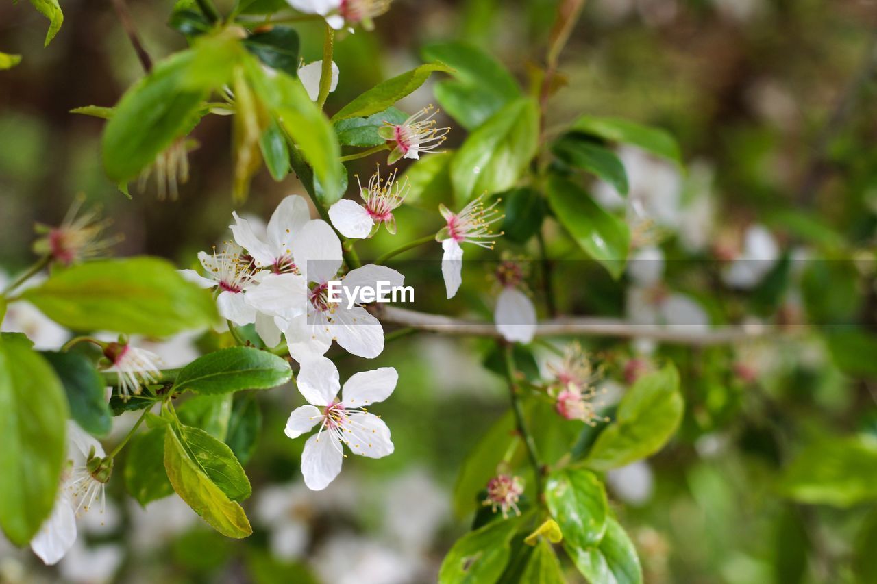 Close-up of white cherry blossom tree