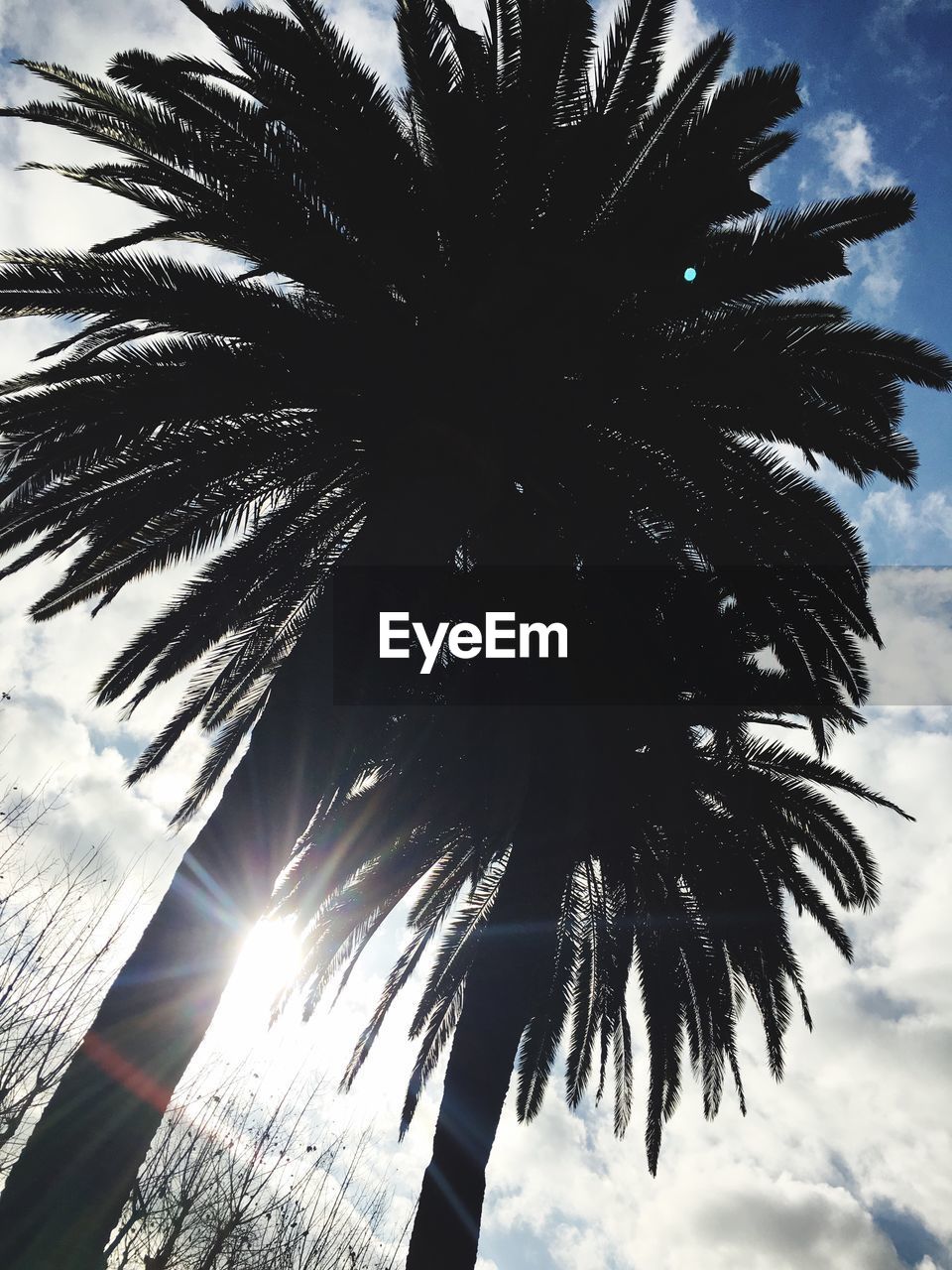 LOW ANGLE VIEW OF PALM TREES AGAINST SKY