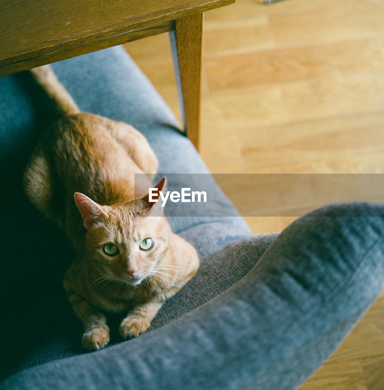 Portrait of cat sitting on floor