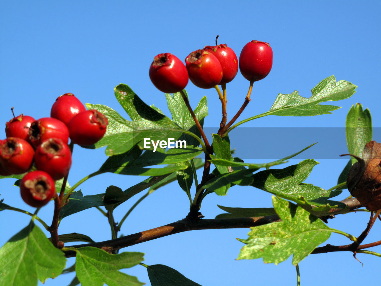 CLOSE-UP OF CHERRIES ON TREE AGAINST SKY