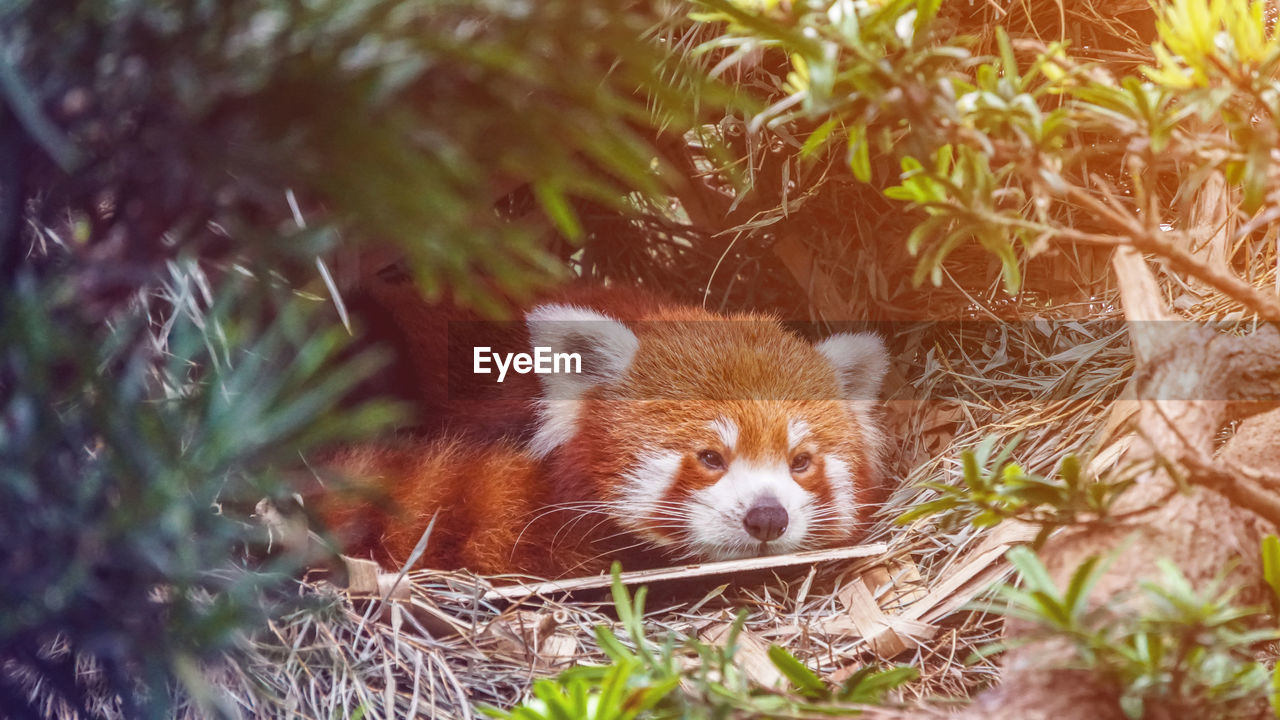 Red panda in nature background