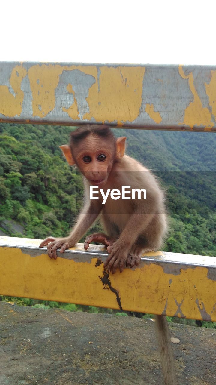 Portrait of monkey sitting on retaining wall