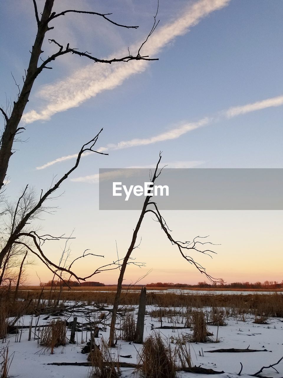 BARE TREE ON SNOW COVERED FIELD AGAINST SKY DURING SUNSET