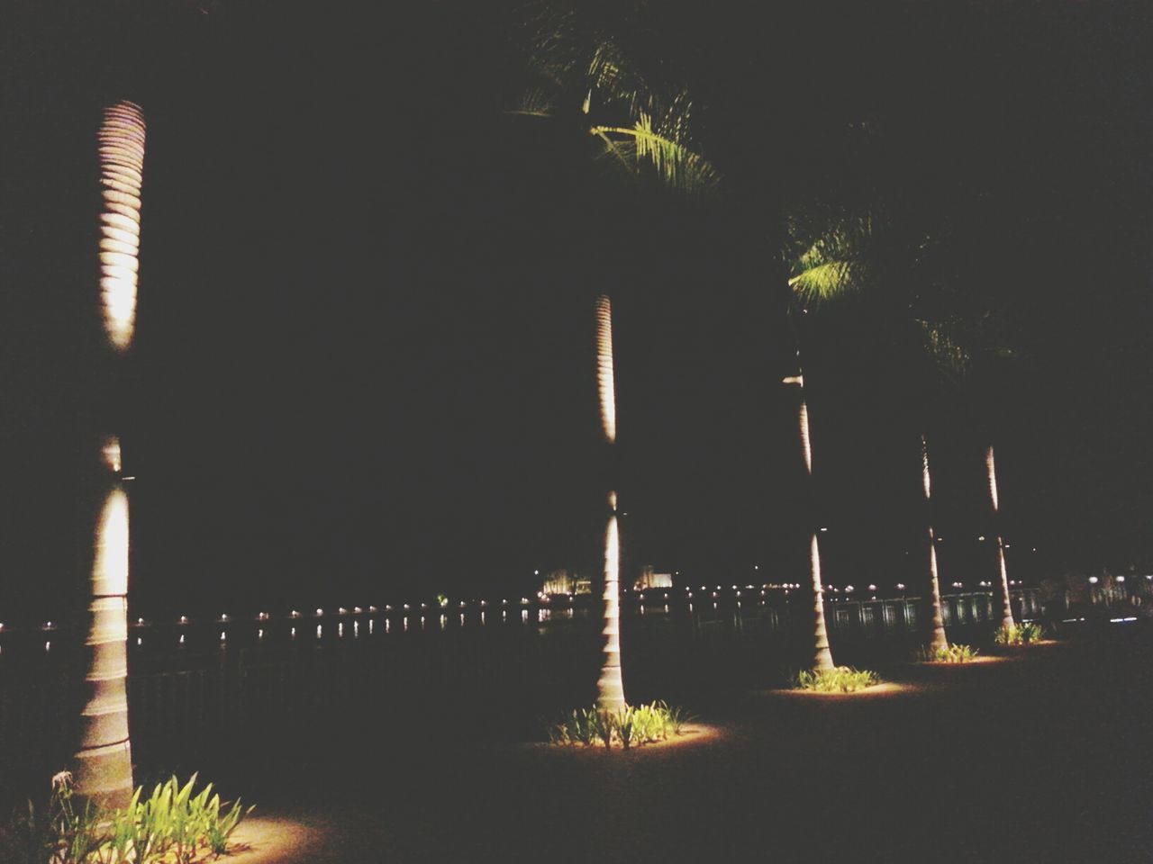 Palm trees in a row at night