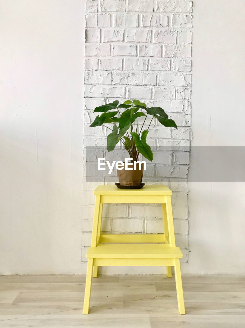 POTTED PLANTS AGAINST WALL