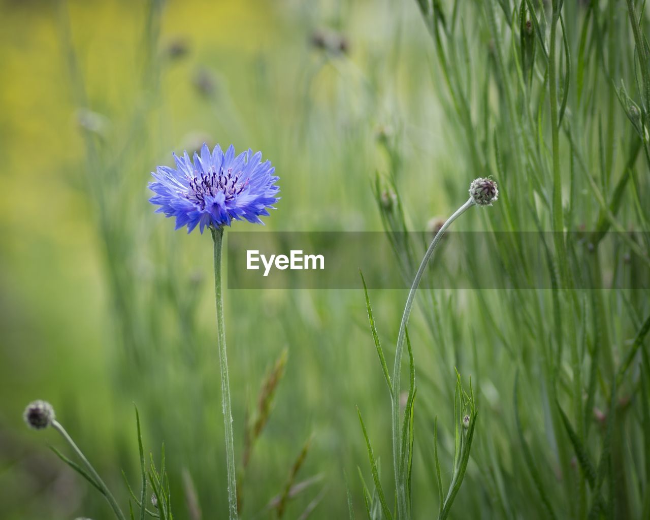 Close-up of purple flowering plant on field