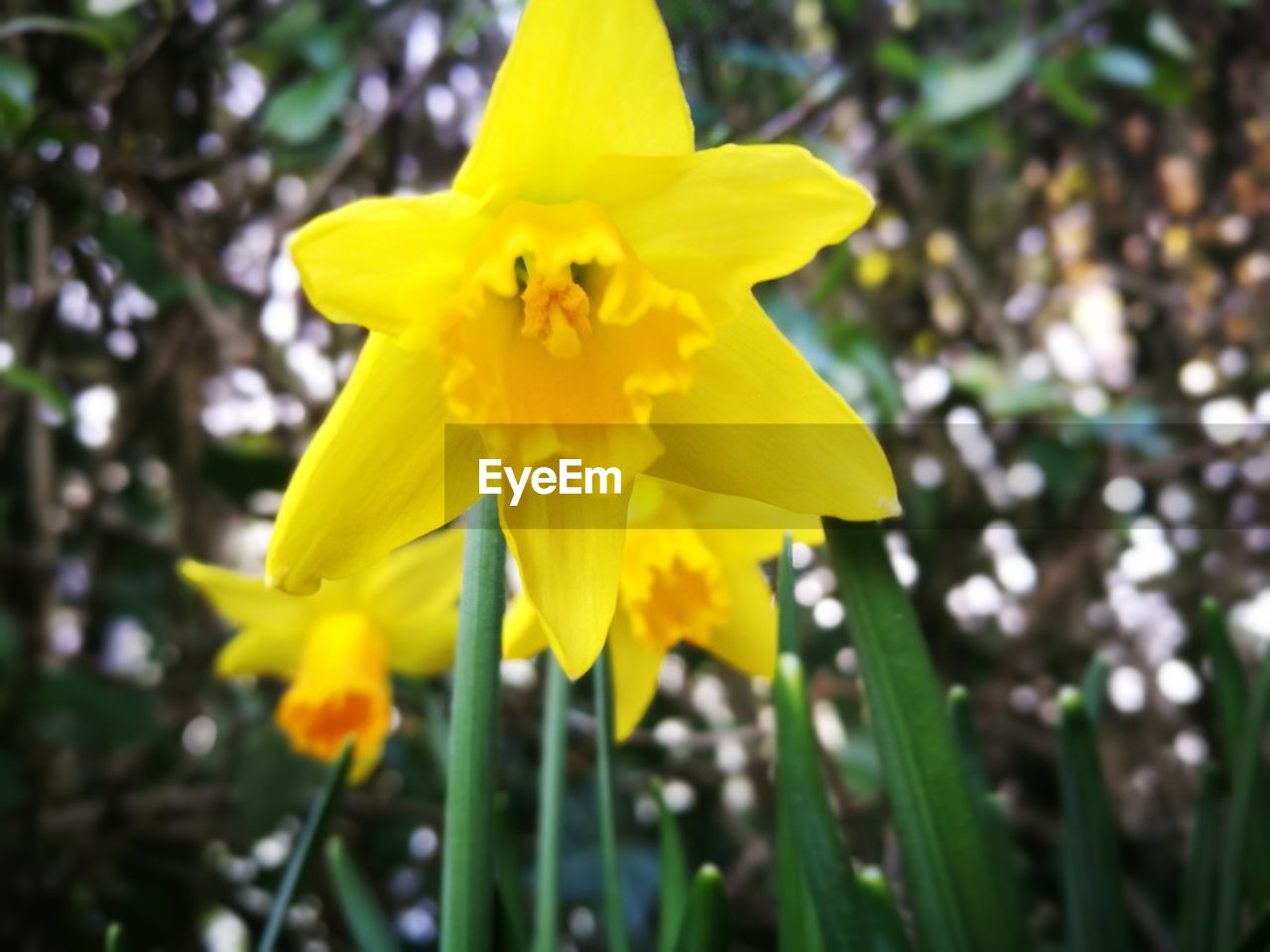 CLOSE-UP OF YELLOW FLOWER BLOOMING