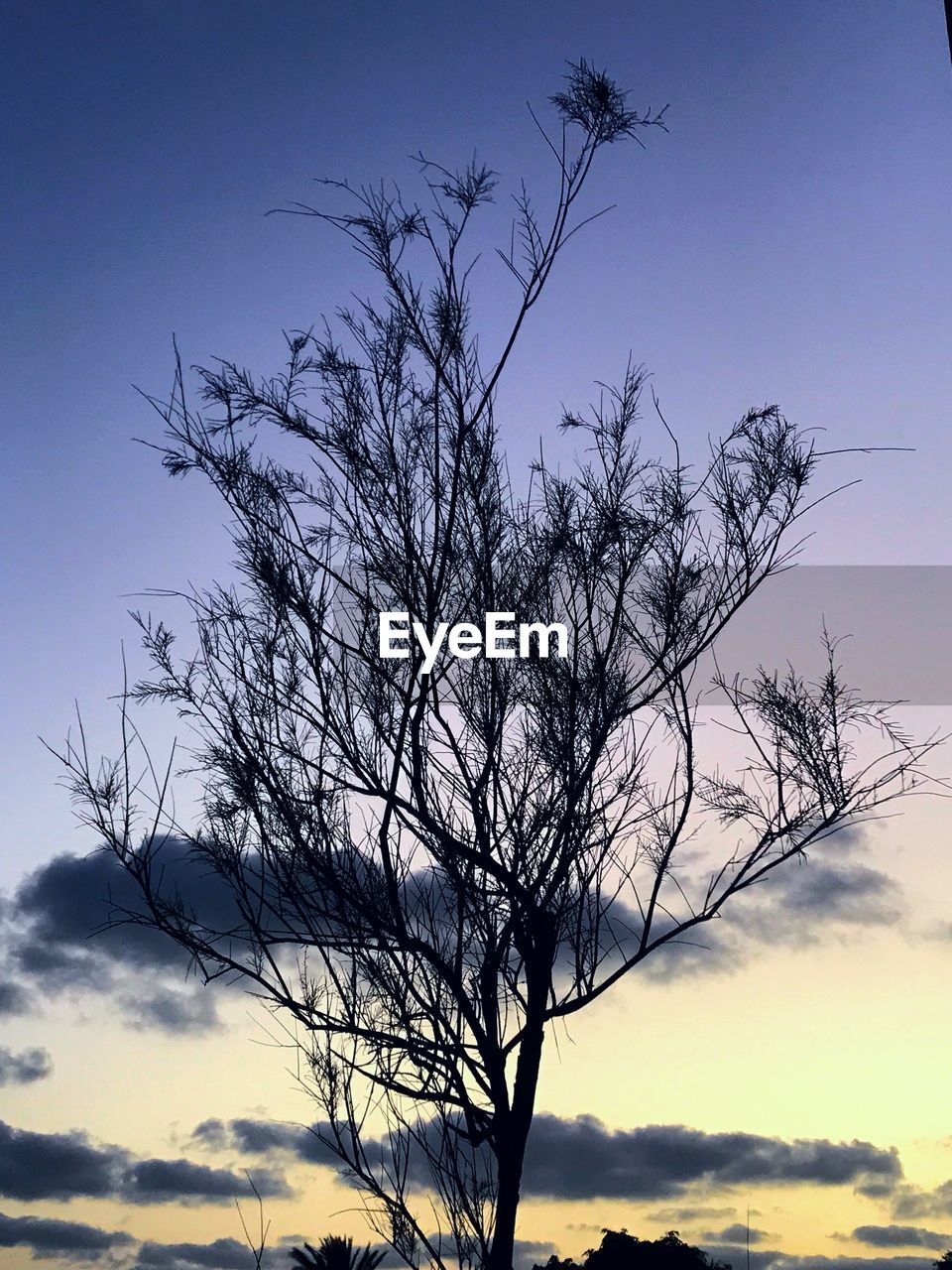 LOW ANGLE VIEW OF TREE AGAINST SKY DURING SUNSET