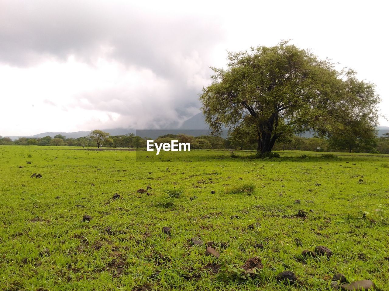 SCENIC VIEW OF GRASSY FIELD AGAINST SKY