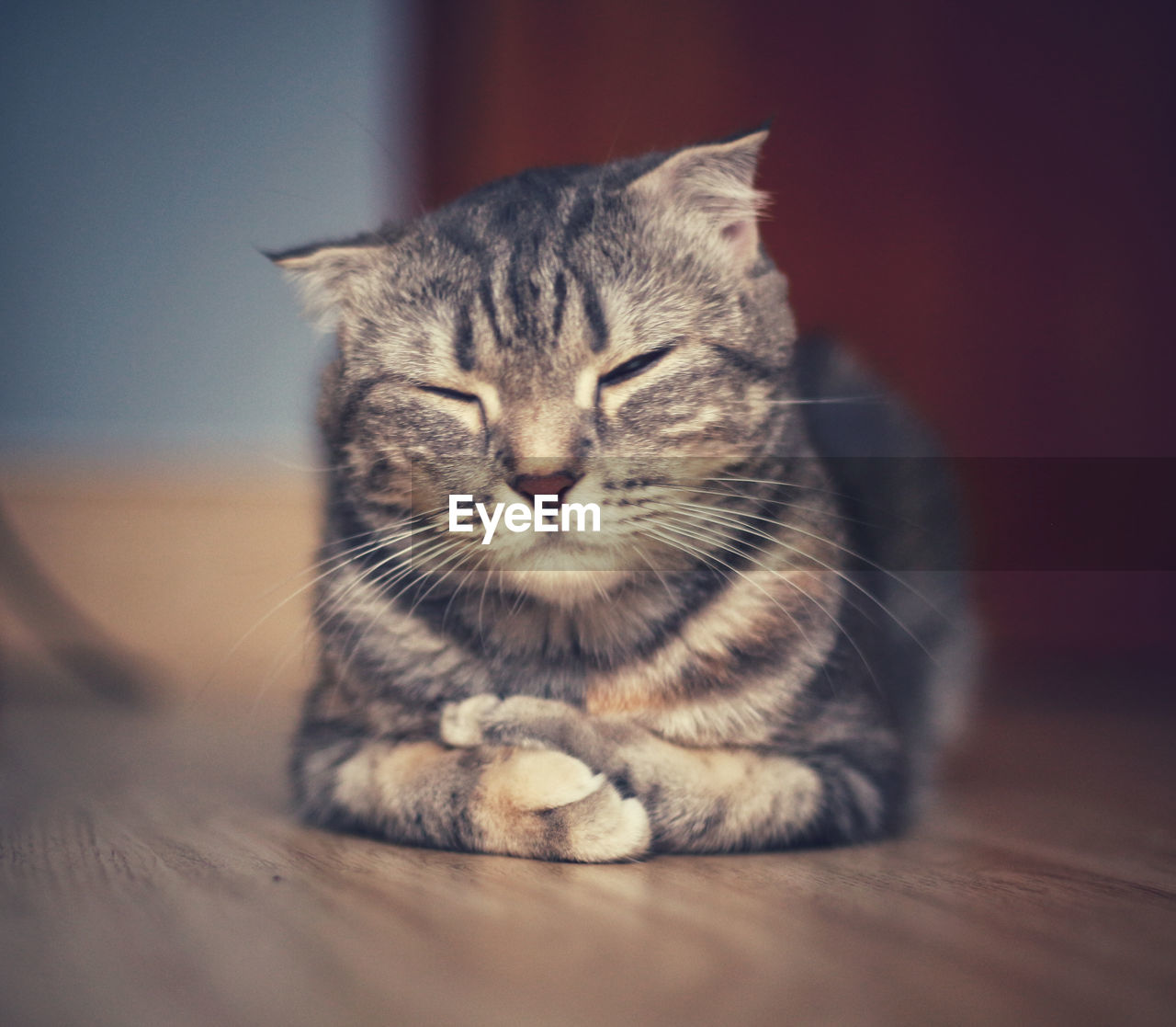 Portrait of cat sitting on hardwood floor