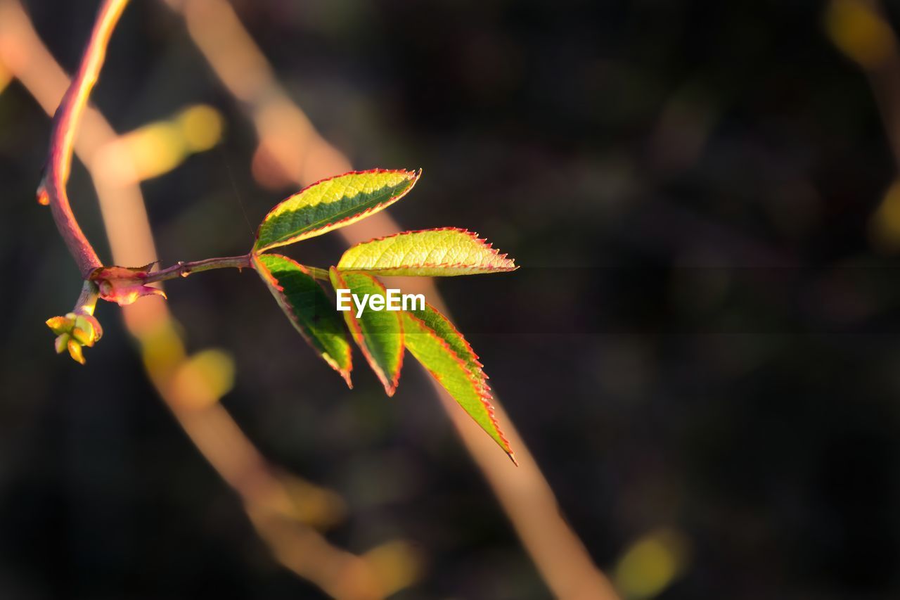 Close-up of autumnal leaves on plant