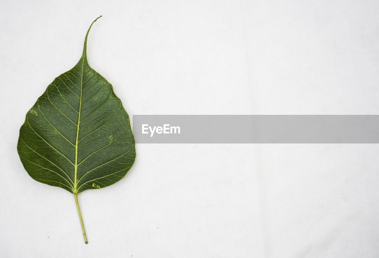 Peepal leaf or bodhi leaf or sacred fig leaf isolated on white background, green peepal leaf 