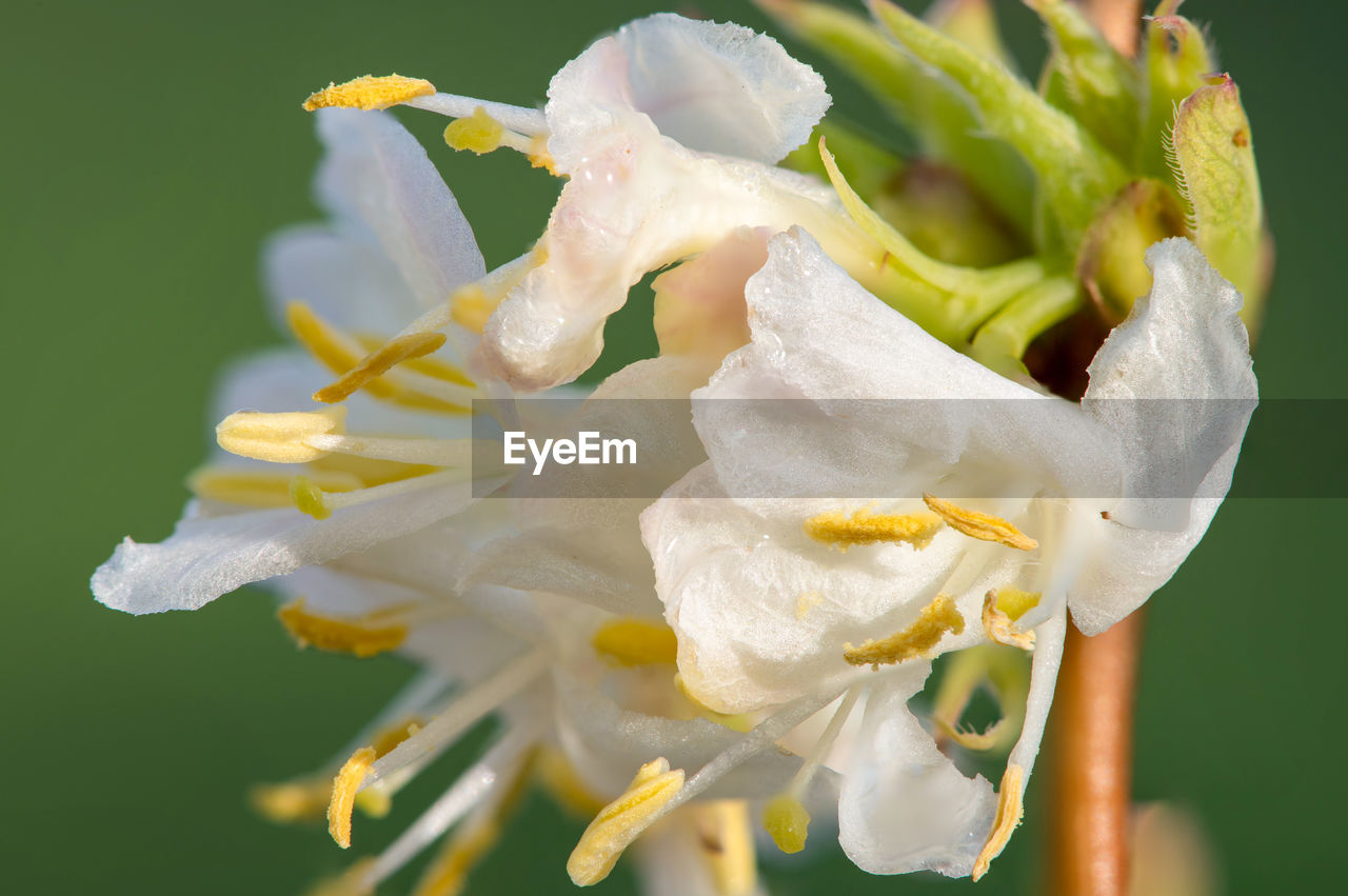 Macro shot of purpus honeysuckle flowers