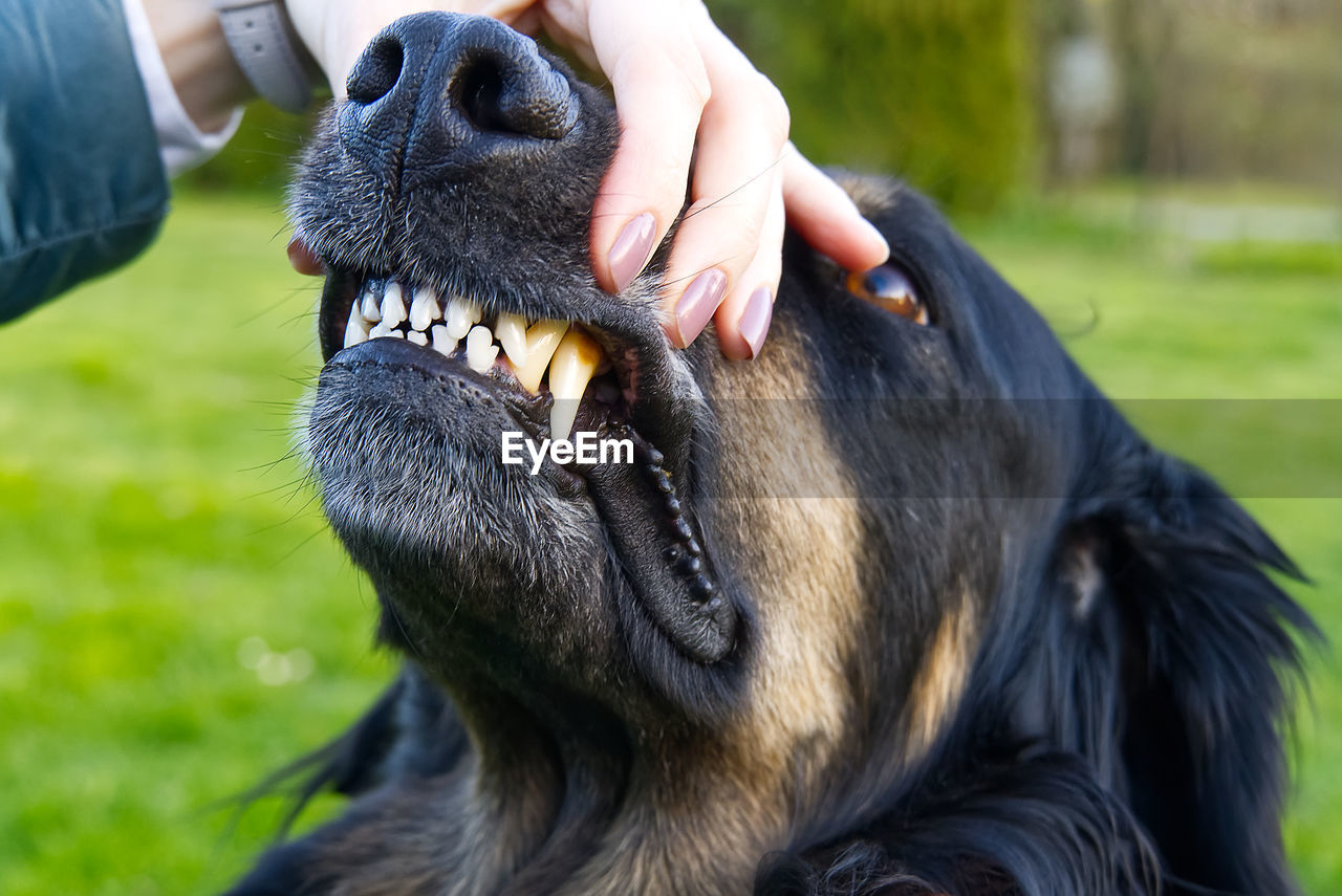 CLOSE-UP OF A DOG HAND