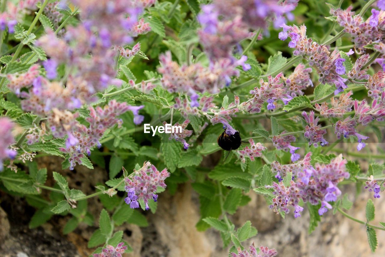 Close-up of bee pollinating on flowers
