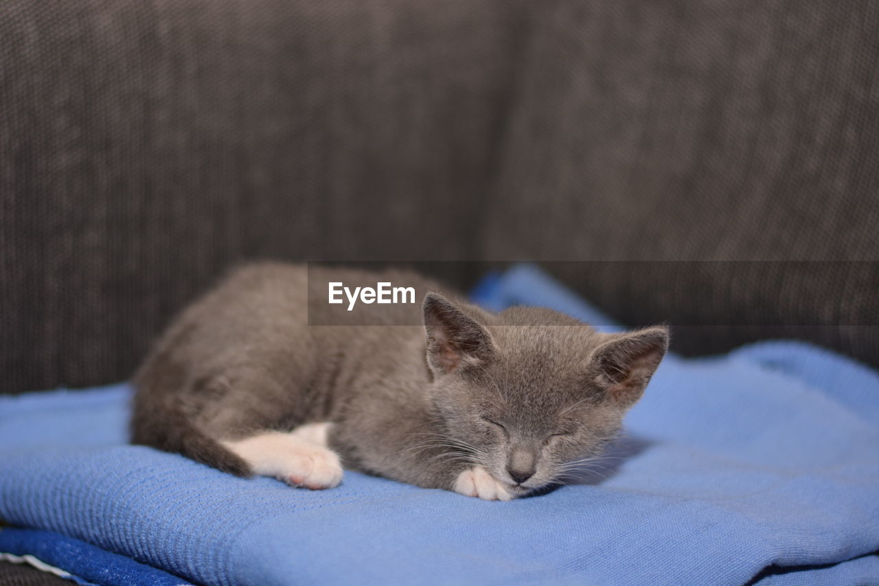 CAT SLEEPING IN THE BED