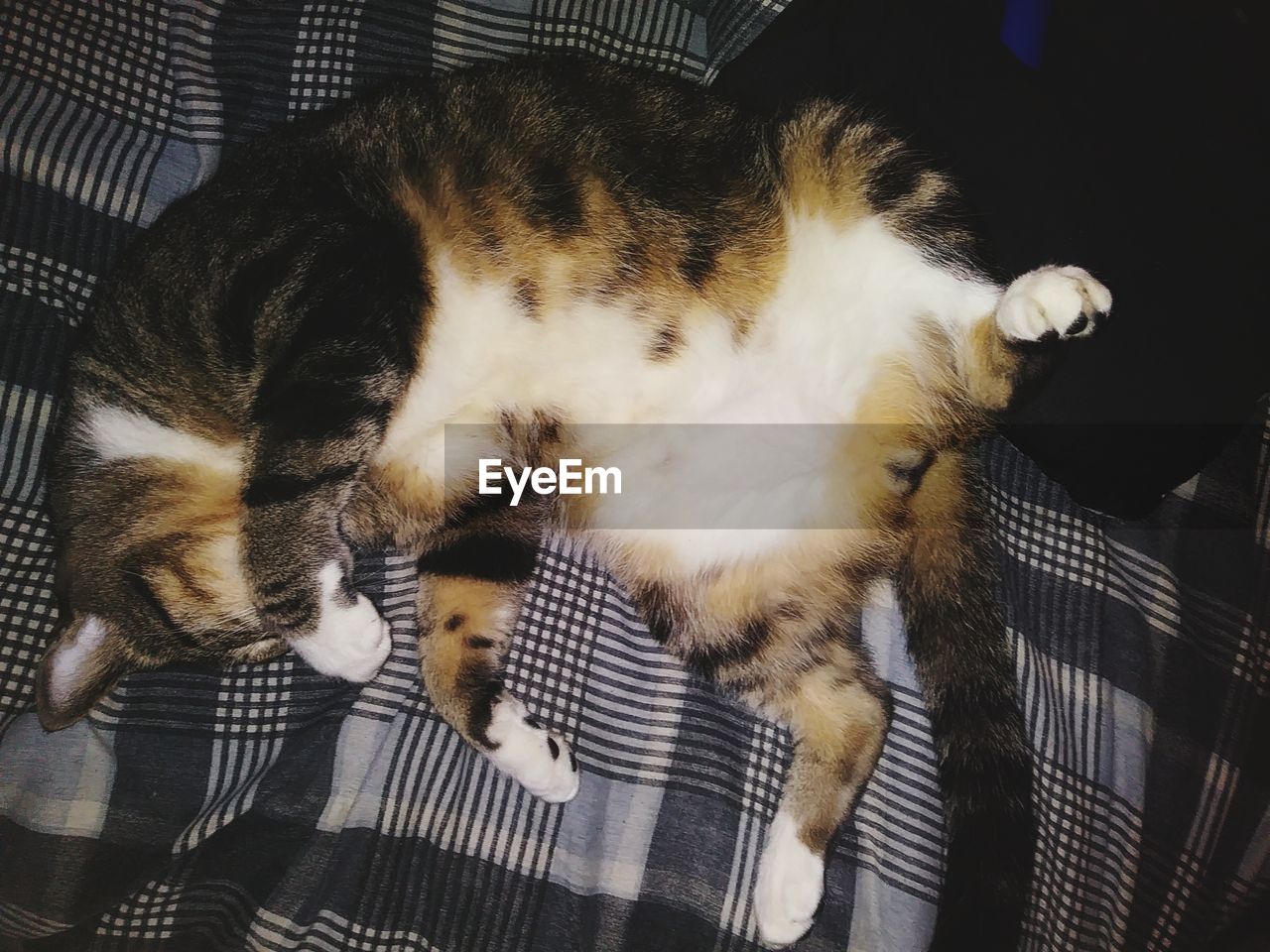 HIGH ANGLE VIEW OF A CAT SLEEPING ON BED