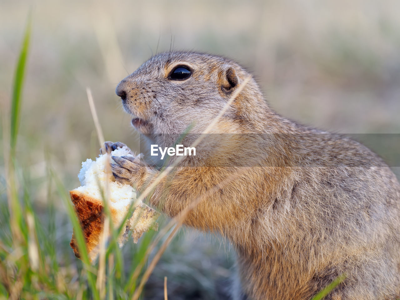 animal, animal themes, animal wildlife, one animal, wildlife, squirrel, mammal, whiskers, eating, rodent, prairie dog, food, no people, nature, food and drink, close-up, side view, focus on foreground, chipmunk, day, outdoors, feeding, plant, grass, profile view