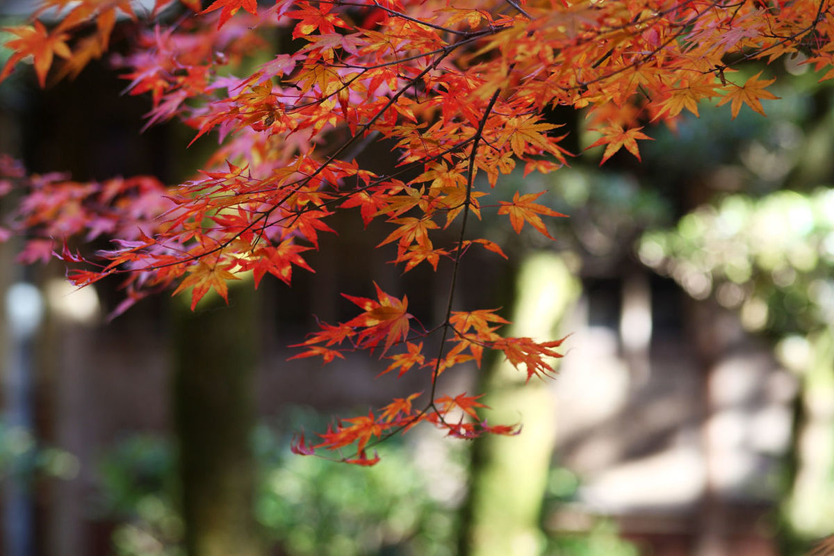 CLOSE-UP OF LEAVES ON TREE TRUNK