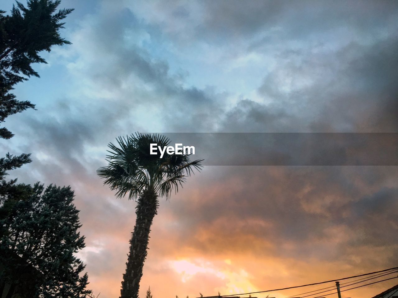 LOW ANGLE VIEW OF SILHOUETTE PALM TREES AGAINST SKY