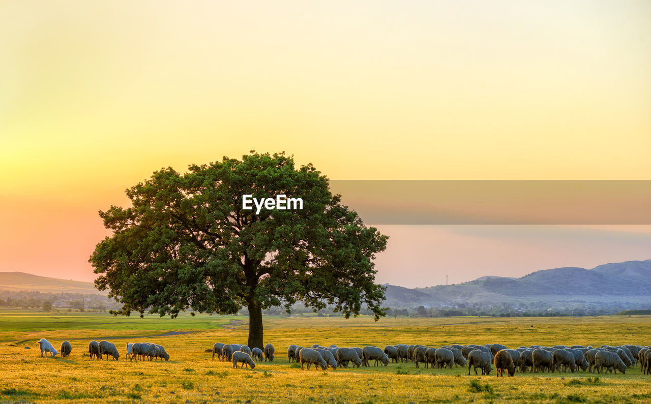 VIEW OF TREE ON FIELD AGAINST SKY