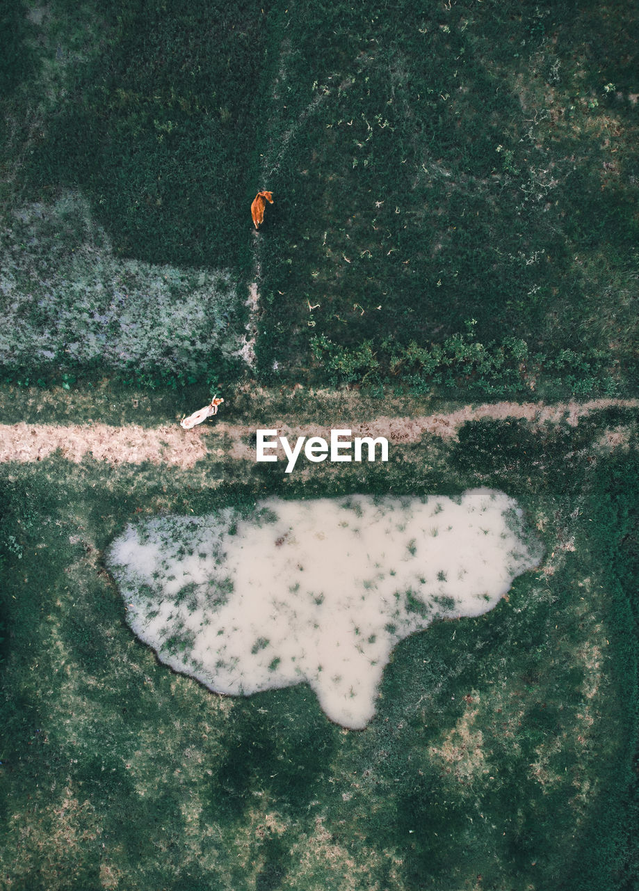 High angle view of cows on field