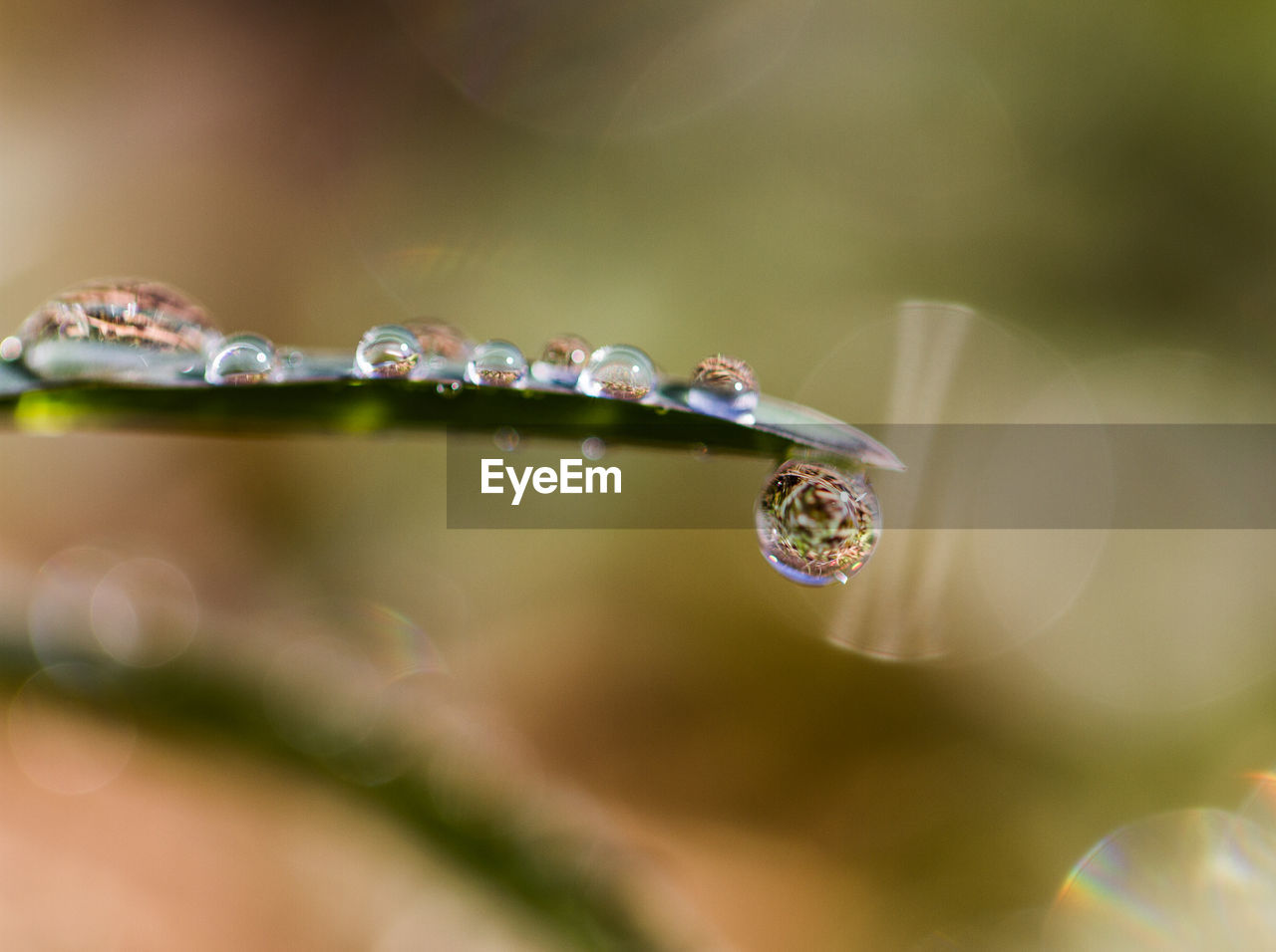 CLOSE UP OF WATER DROPS ON LEAF
