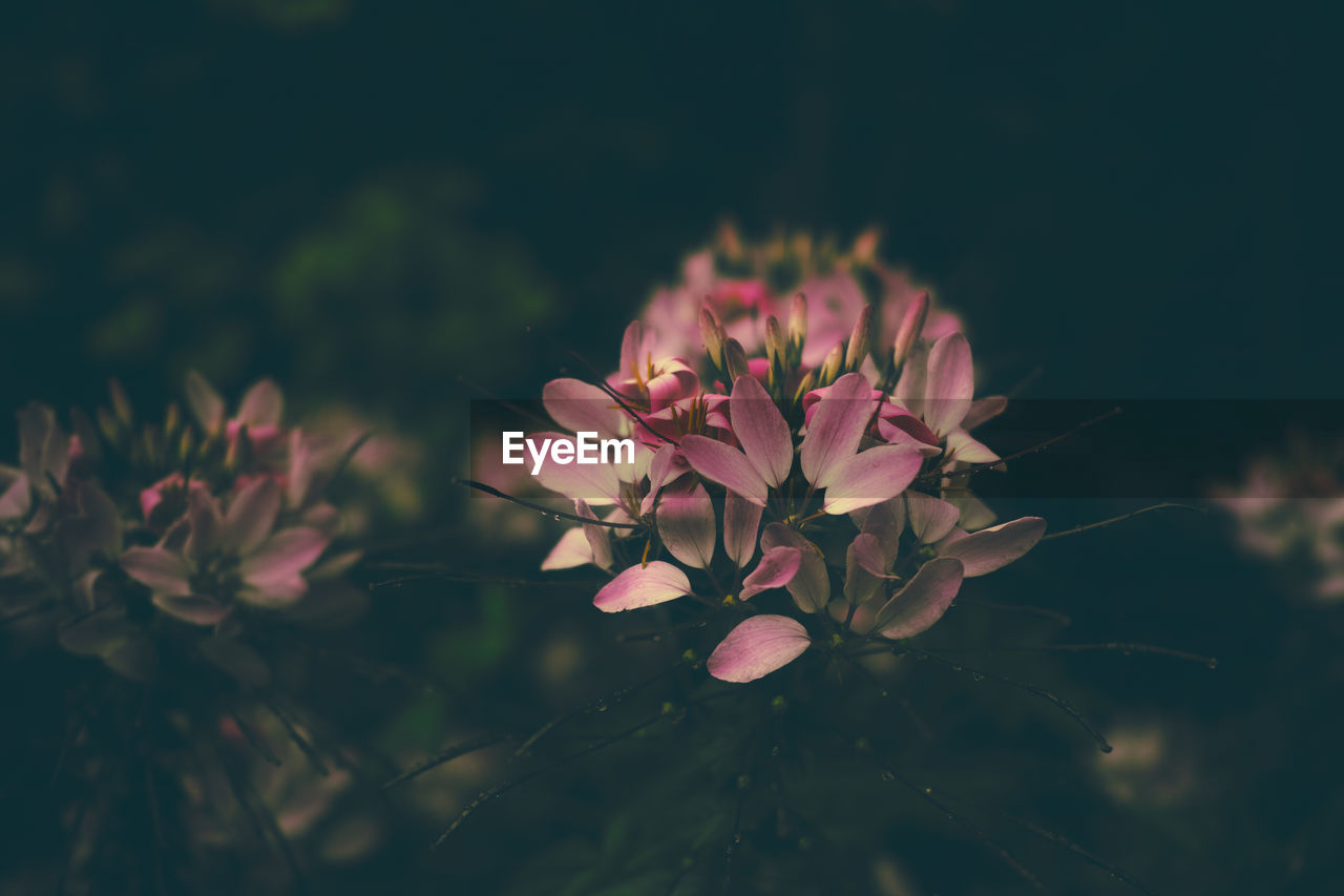 Close-up of pink flowers blooming outdoors