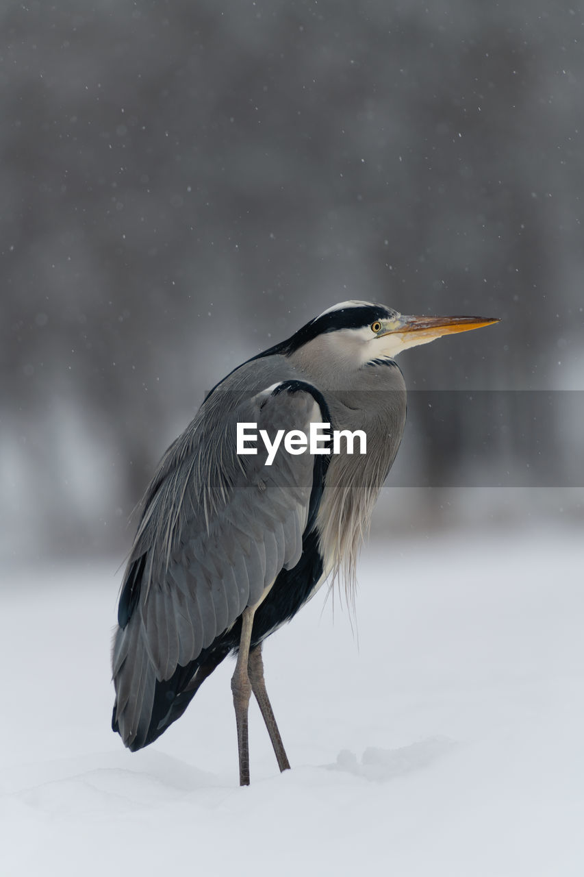 Side view of a grey heron bird on snow