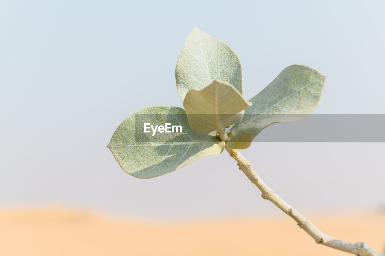 CLOSE-UP OF LEAVES ON TWIG