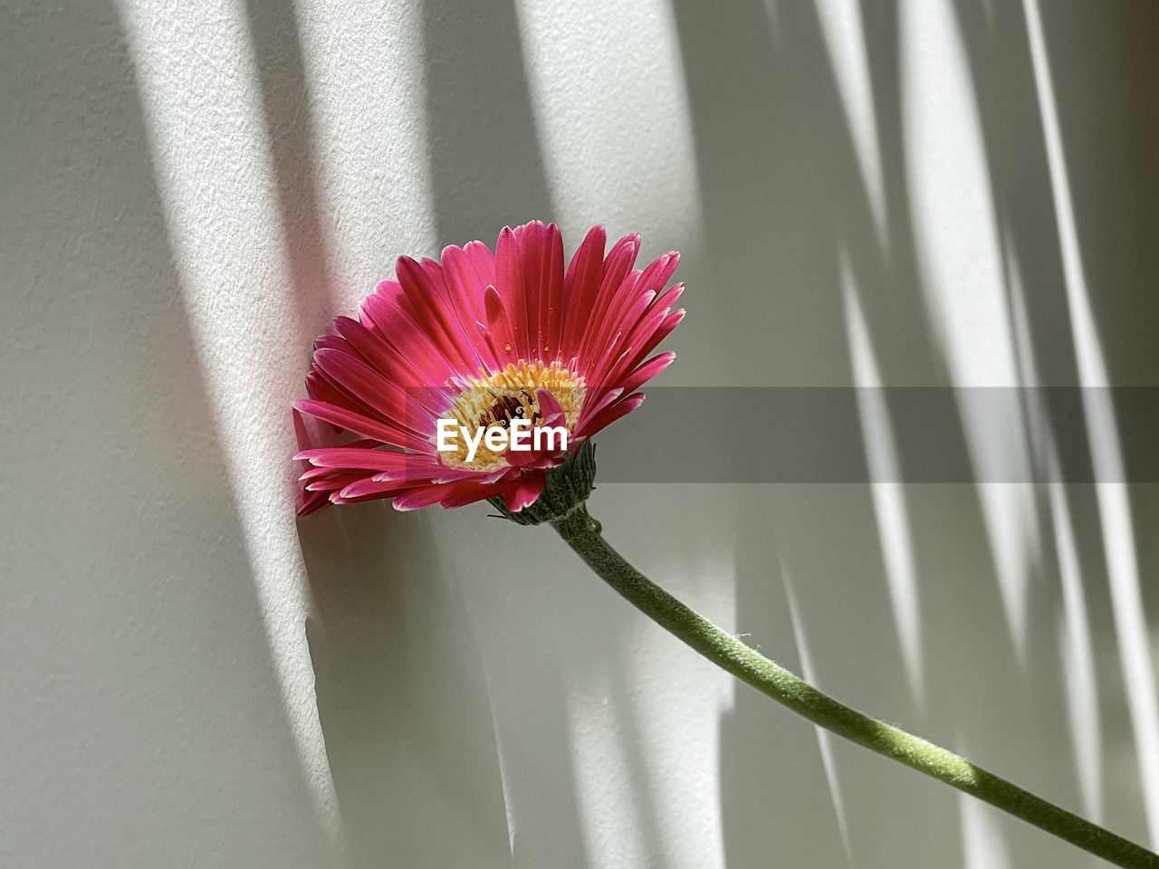 Close-up of pink gerbera daisy flower against shadow patterned white wall.