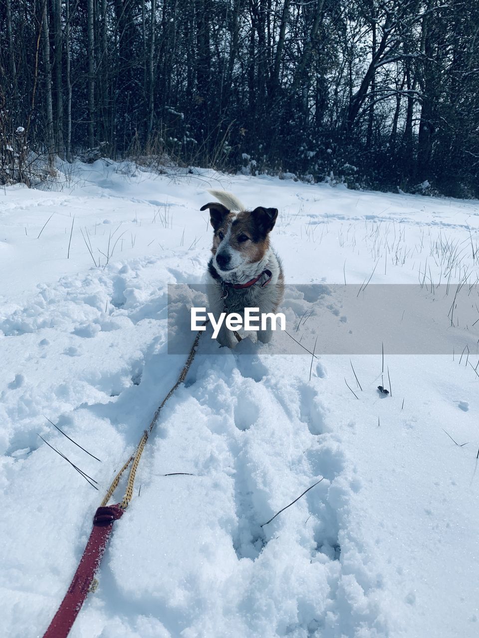 winter, snow, cold temperature, canine, dog, one animal, pet, domestic animals, mammal, animal themes, animal, tree, nature, plant, land, white, day, vehicle, no people, environment, beauty in nature, field, scenics - nature, outdoors, frozen, forest, clothing