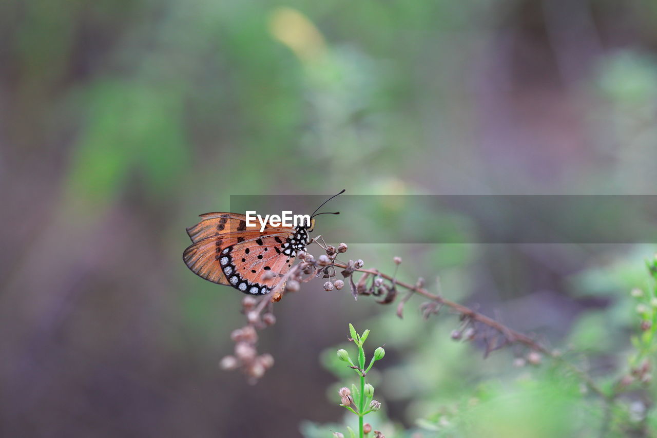 CLOSE-UP OF BUTTERFLY ON FLOWER