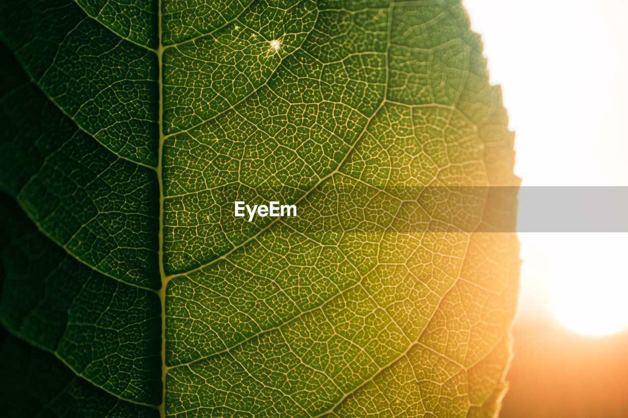 MACRO SHOT OF LEAF