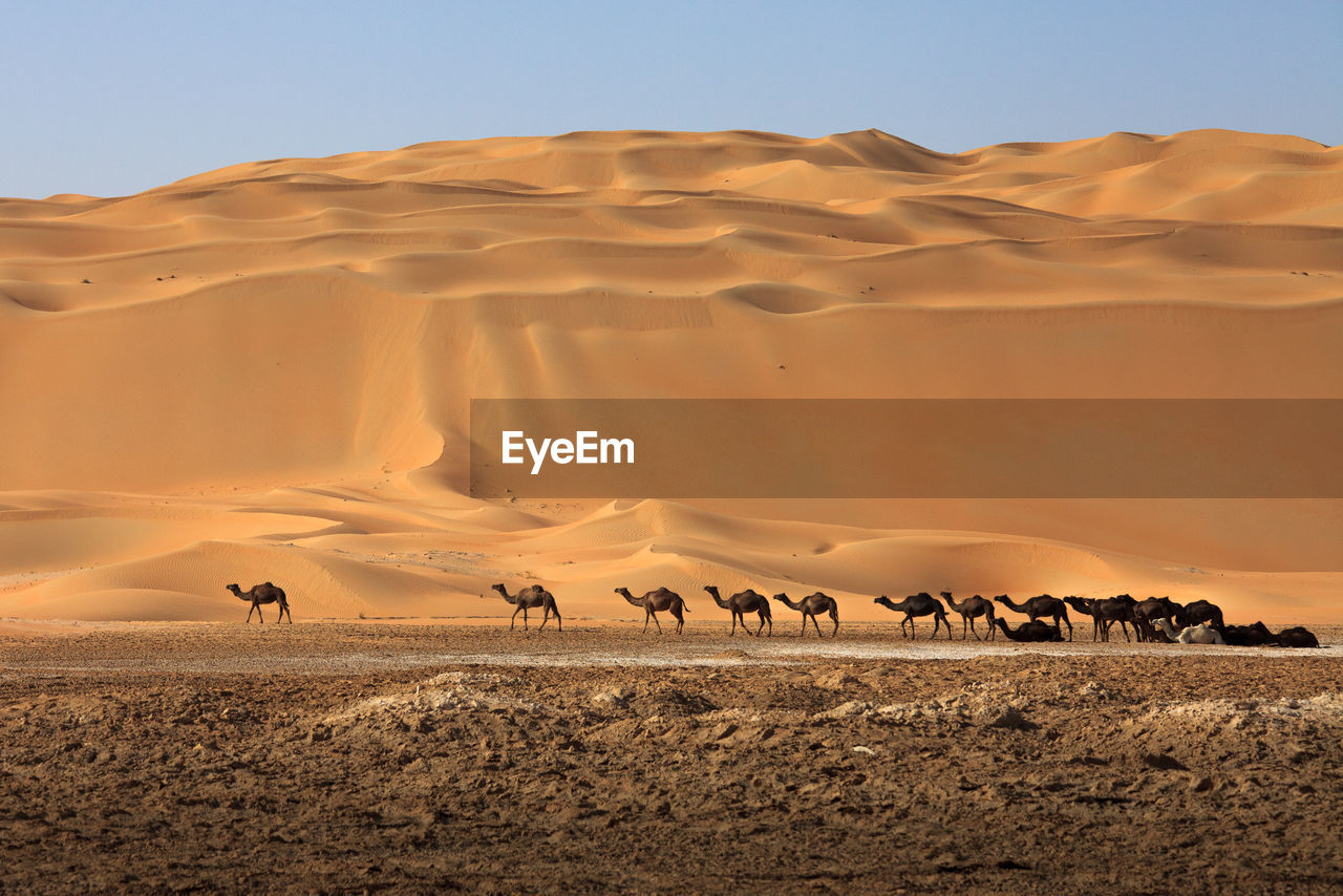 Scenic view camel herd against sand dunes