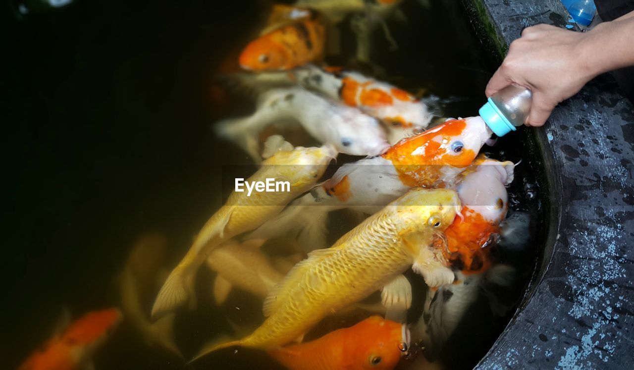 Cropped hand of person feeding koi carps in pond