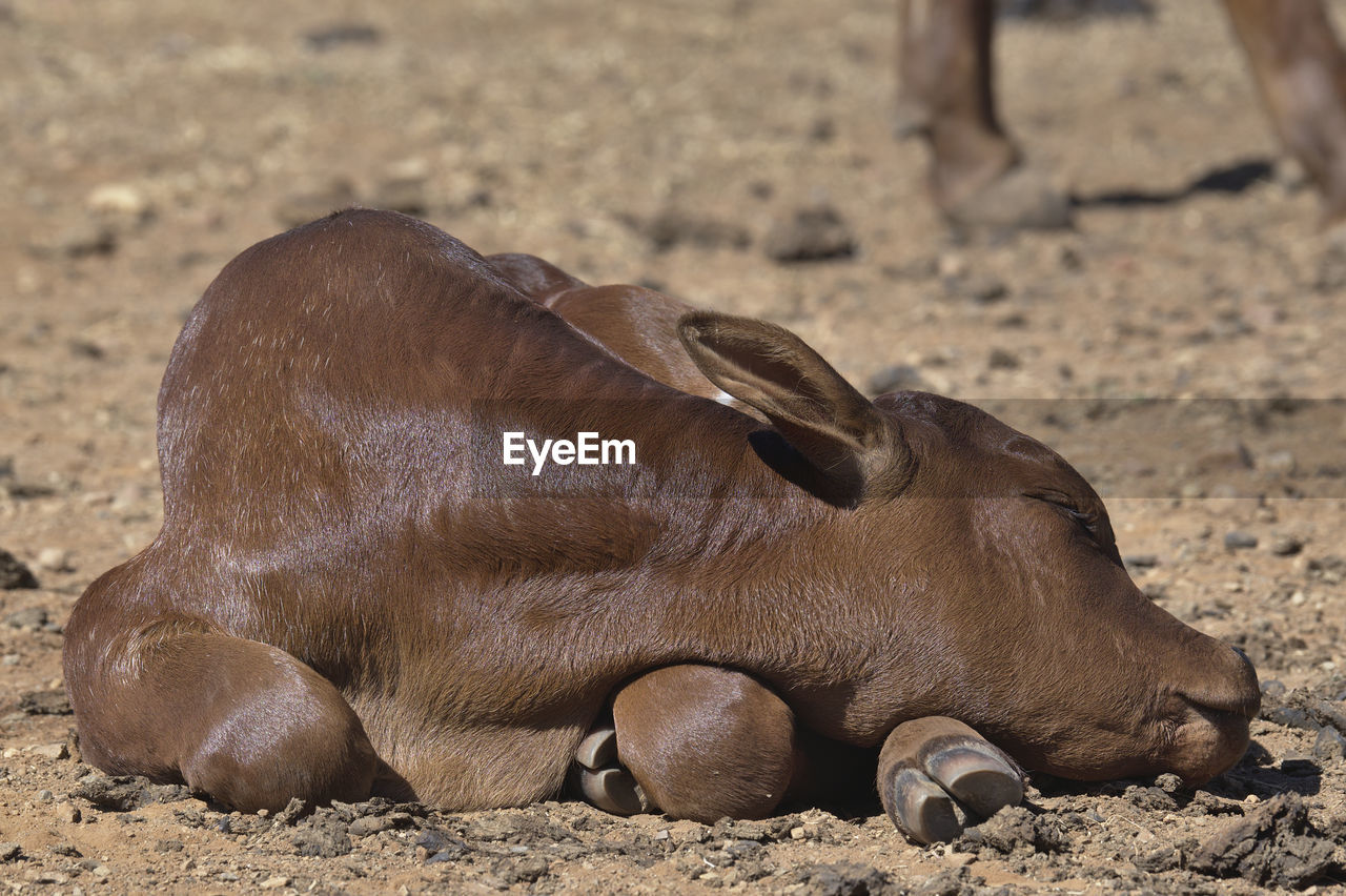 VIEW OF AN ANIMAL ON LAND