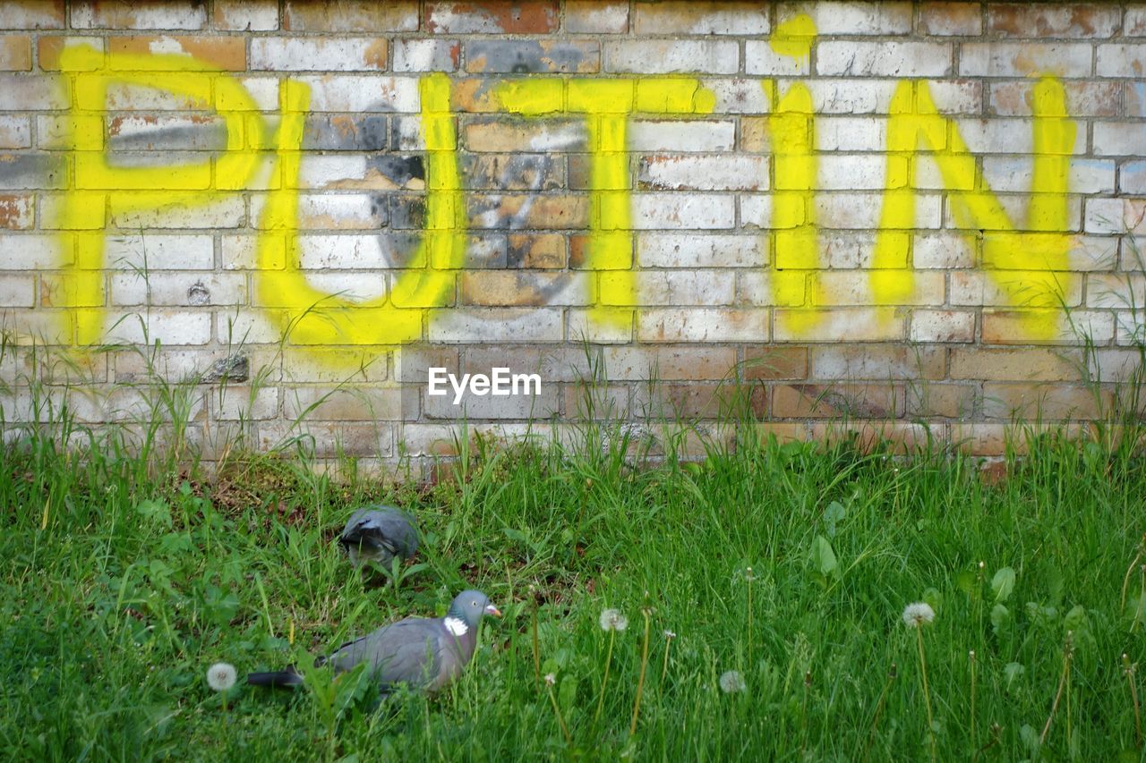 Pigeons on grassy field by wall with text