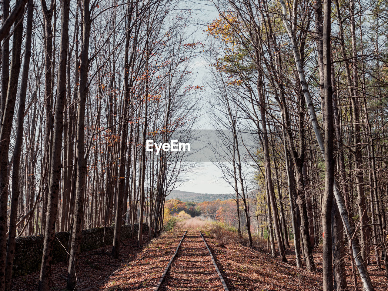 DIRT ROAD AMIDST TREES IN FOREST DURING AUTUMN