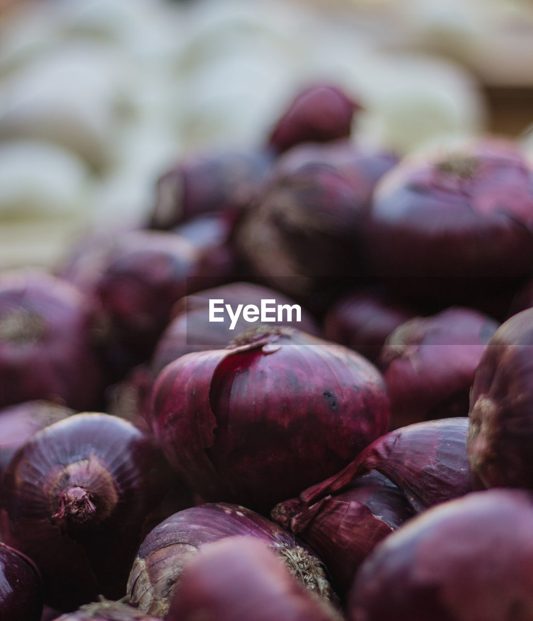 CLOSE UP OF PURPLE BEANS
