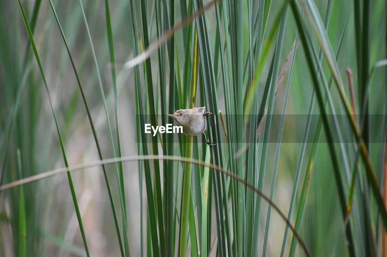 BIRD PERCHING ON LEAF