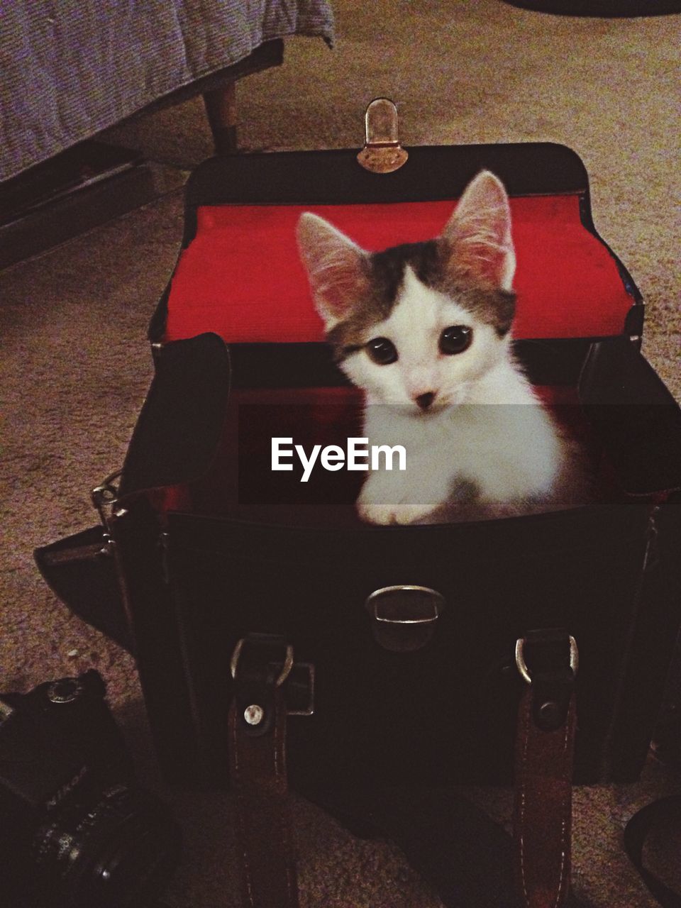Portrait of cat in briefcase