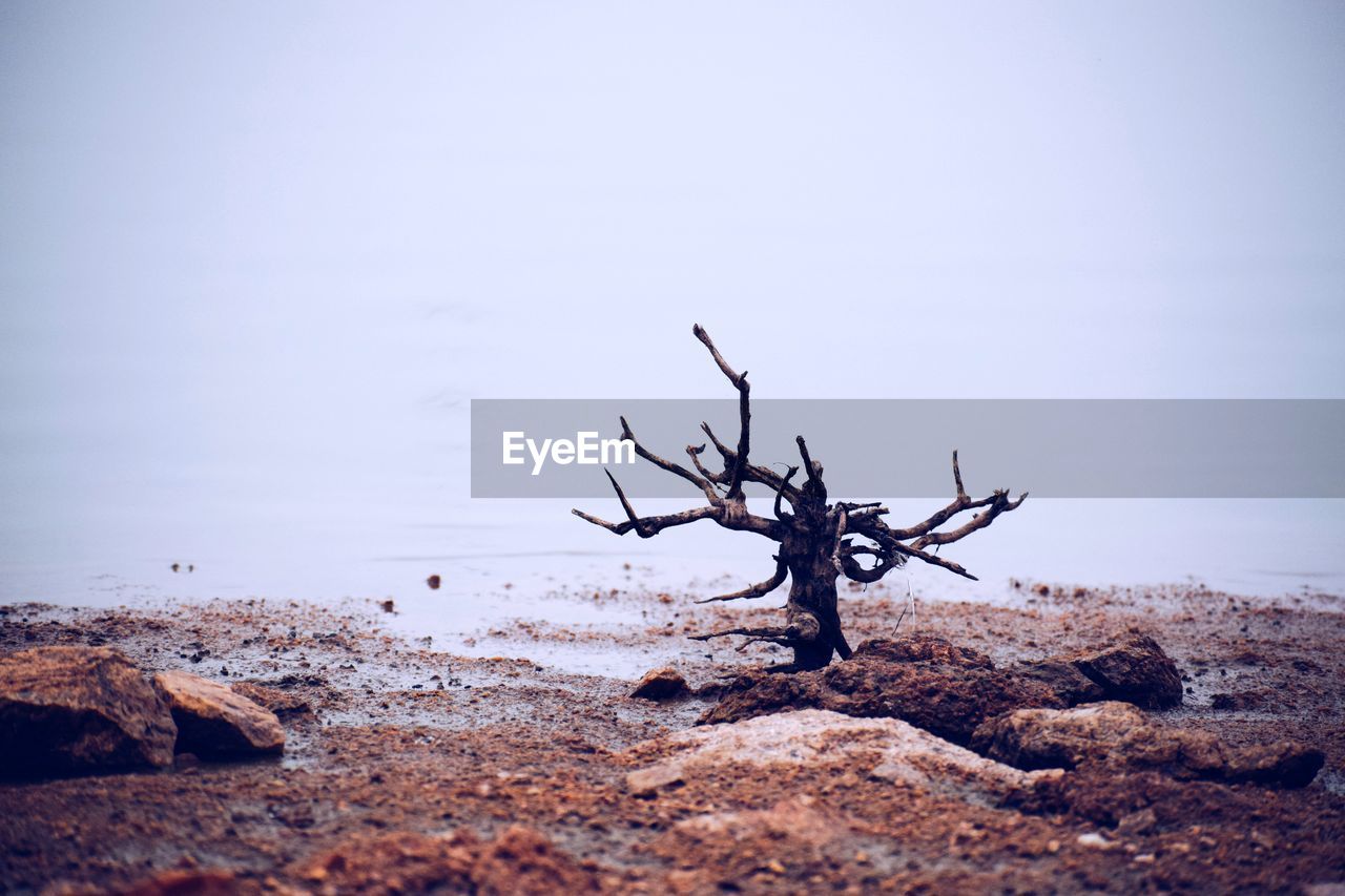 Driftwood on beach against clear sky