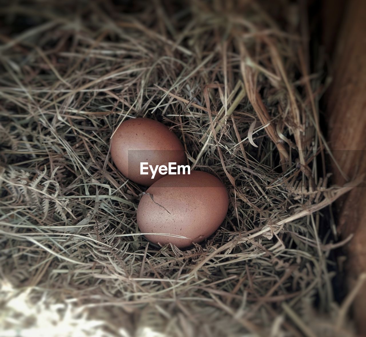 egg, animal egg, animal nest, close-up, fragility, beginnings, food, bird, nest, nature, food and drink, no people, animal, nest egg, animal themes, bird nest, plant, selective focus, high angle view, brown, group of objects, hay, security, animal wildlife, outdoors, protection, day, three objects