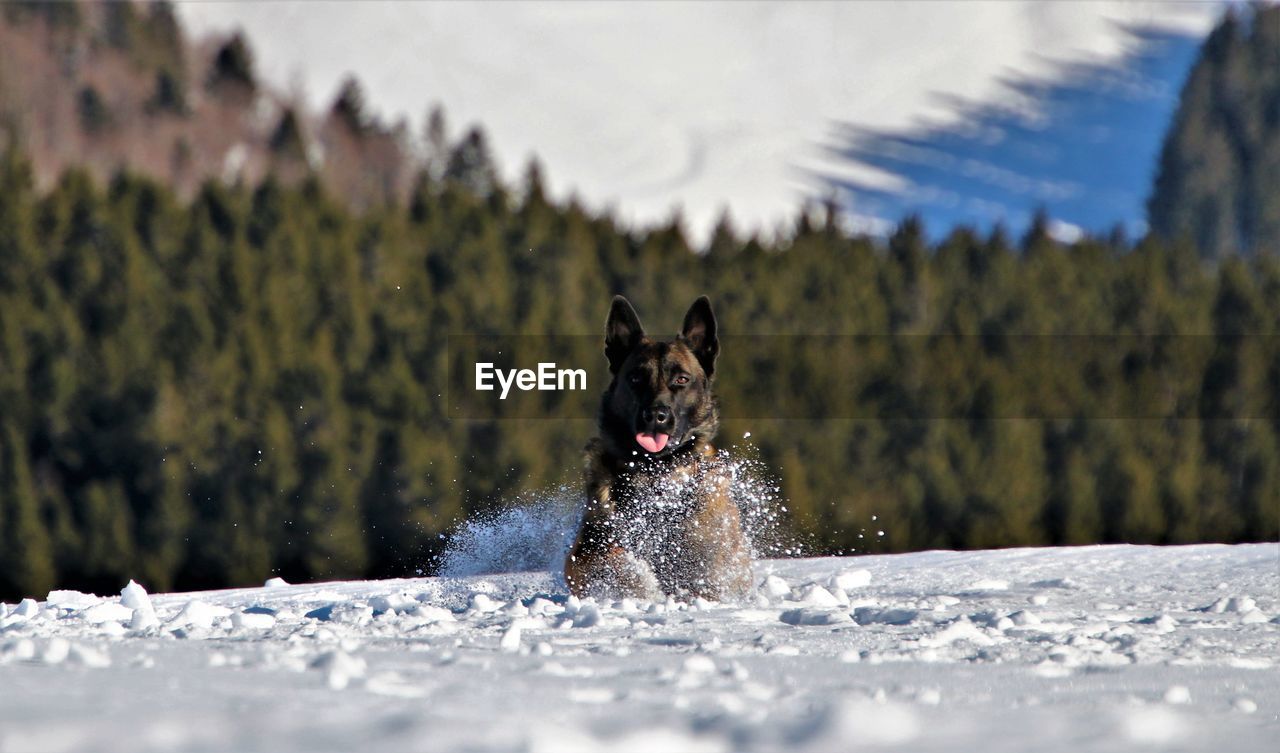 animal themes, one animal, animal, mammal, dog, canine, winter, pet, domestic animals, snow, nature, cold temperature, german shepherd, no people, selective focus, tree, day, running, plant, outdoors, portrait, purebred dog, land, motion, water, environment