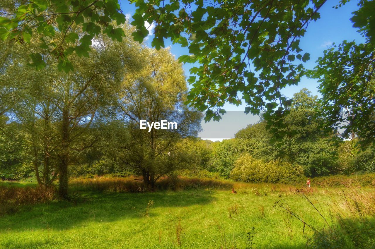 TREES ON GRASSY FIELD