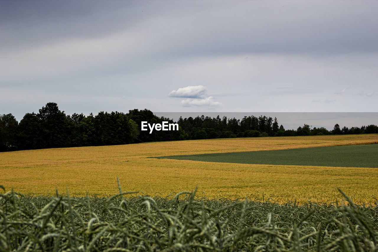 SCENIC VIEW OF FARMS AGAINST SKY